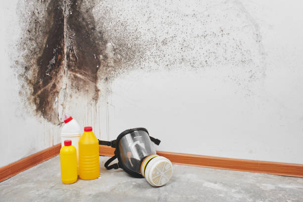 Best Professional Mold Removal  in Vienna, WV