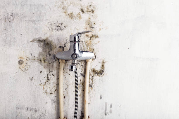 Best Mold Cleaning Services  in Vienna, WV