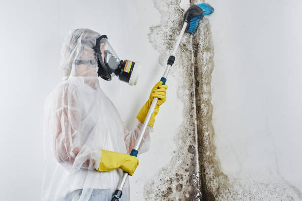Best Same-Day Mold Removal  in Vienna, WV