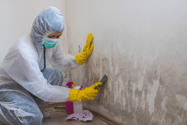 Crawl Space Mold Removal in Vienna, WV