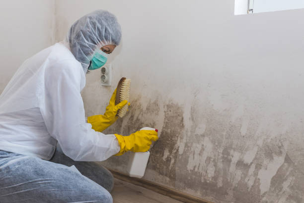Best Fast Mold Removal  in Vienna, WV