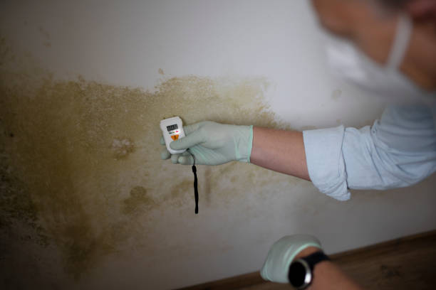 Best Residential Mold Removal  in Vienna, WV