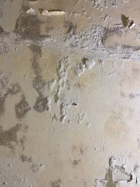 Best Mold Removal Process  in Vienna, WV