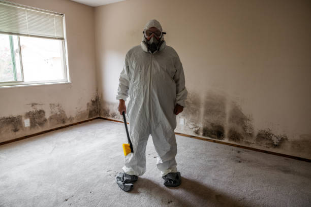 Best Attic Mold Removal  in Vienna, WV
