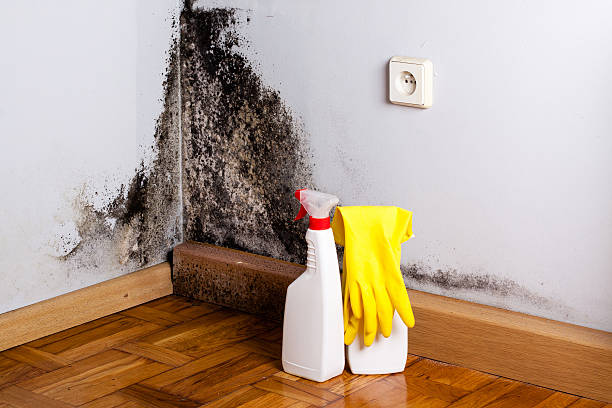Mold Removal and Inspection in Vienna, WV